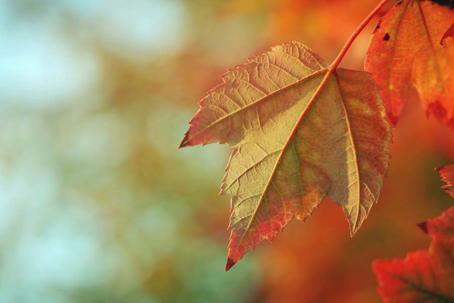 Autumnal Wisdom by Park Praise Publications