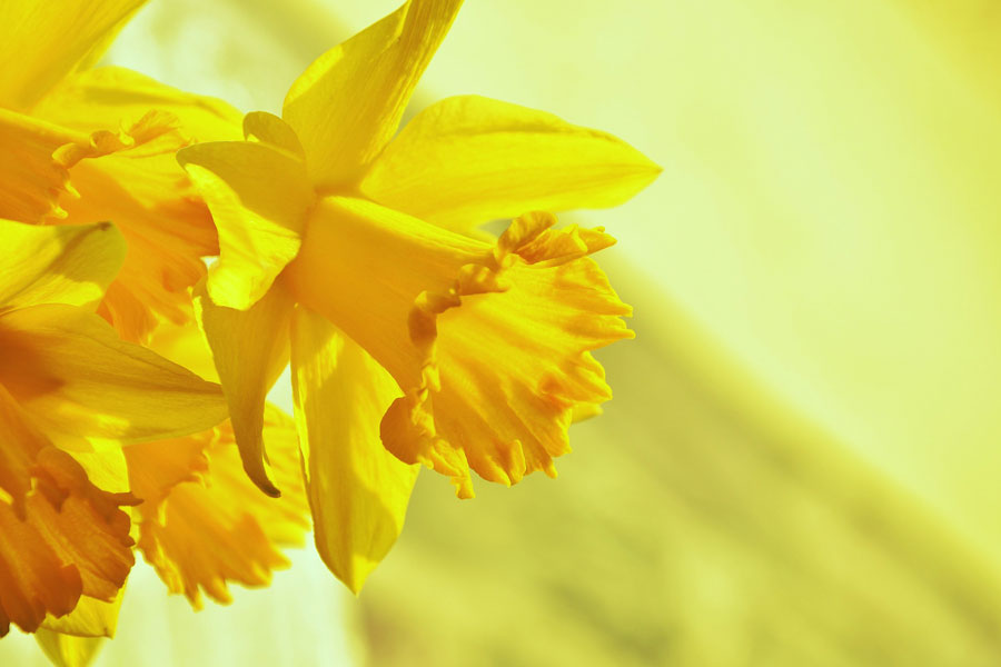 Forgiving — a reflection by Peggy Park