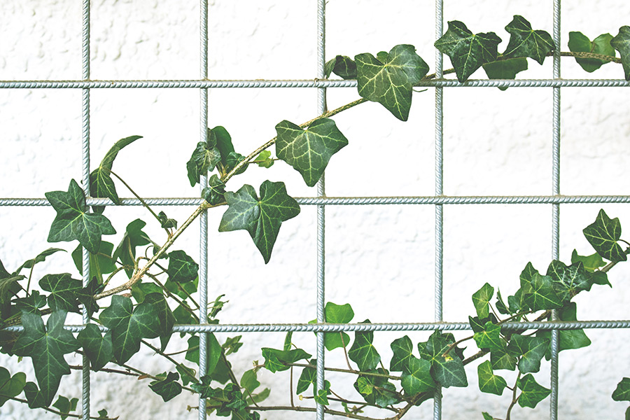Abiding in Christ (Part I) — a reflection by Peggy Park