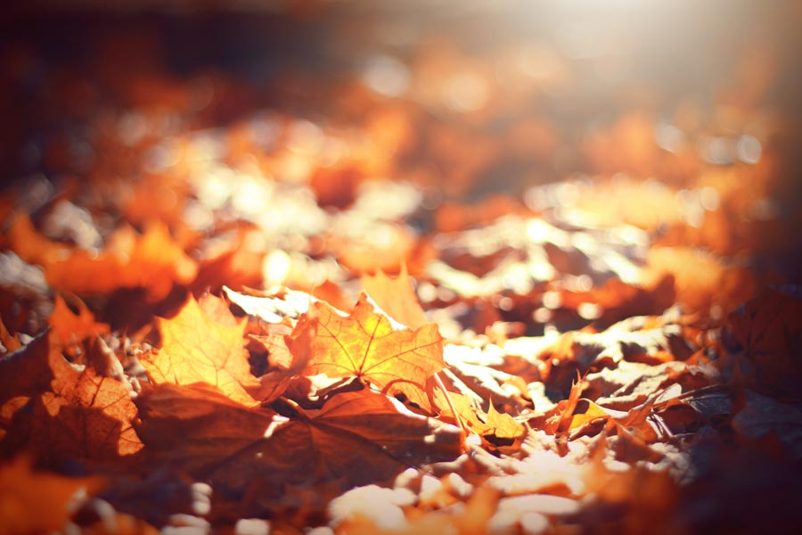 Autumn Leaves and Barrenness — a reflection by Peggy Park
