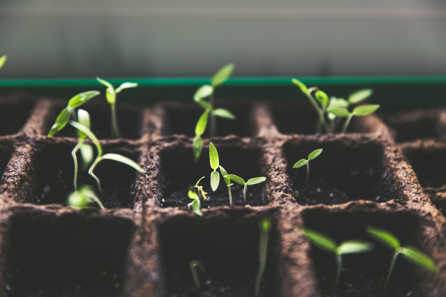 Faith (Part 2) How Do We Get Faith? — a reflection by Peggy Park